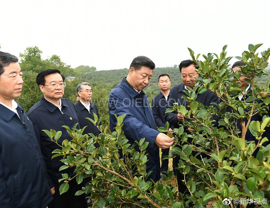光山油茶籽榨油設(shè)備，山茶籽油榨油機(jī)廠家(圖1)