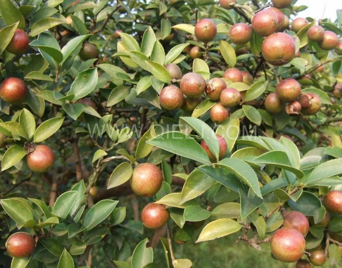 茶籽油壓榨設(shè)備認(rèn)準(zhǔn)企鵝機(jī)械，性能穩(wěn)定操作便利(圖1)
